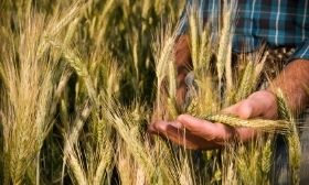 STP 88 - Specifica tecnica per prodotti alimentari con garanzia di riduzione del contenuto di micotossine