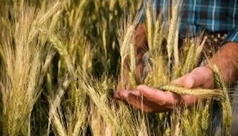 STP 88 - Specifica tecnica per prodotti alimentari con garanzia di riduzione del contenuto di micotossine