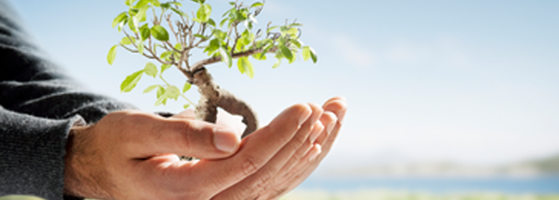 Tree_in_hand_1134_400