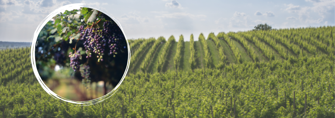 ViticolturaSostenibile_1134x400