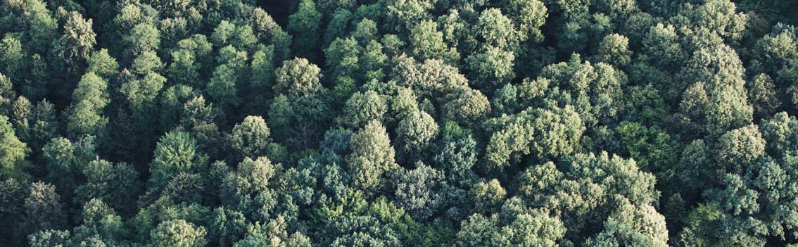 forest aerial view